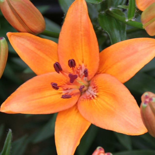 Lillium bulbs