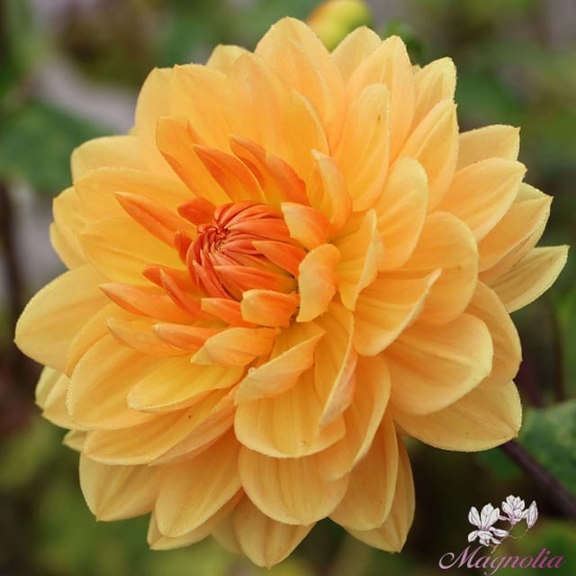 Waterlily Flowering