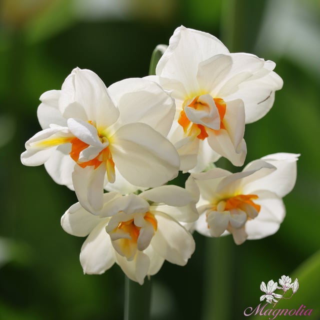 Narcissus