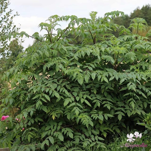 Other Dahlias