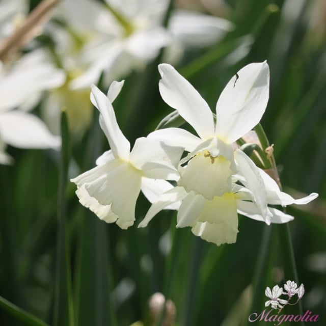 Övriga narcisser