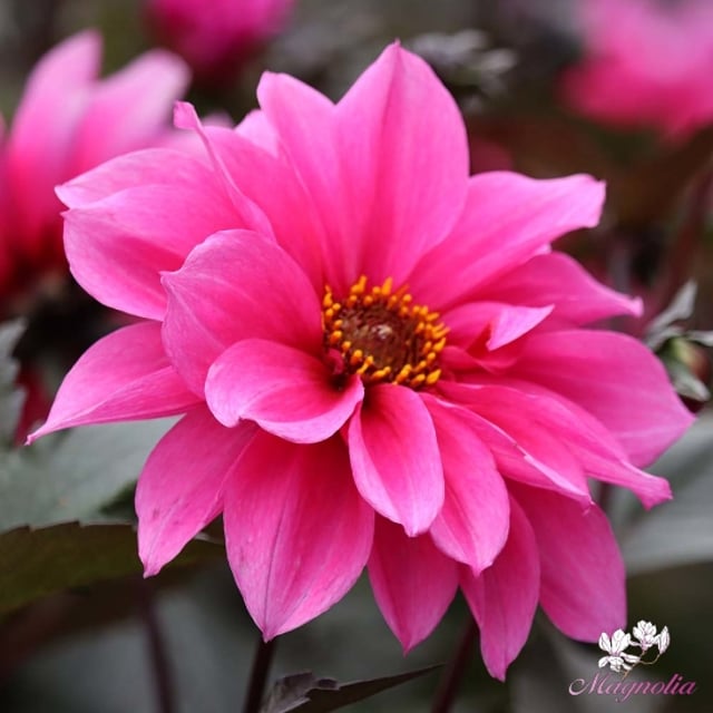 Peony Flowering