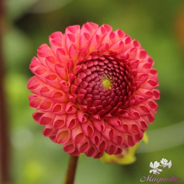 Pompon Dahlias