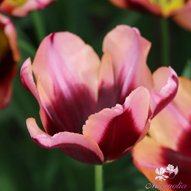 Tulips