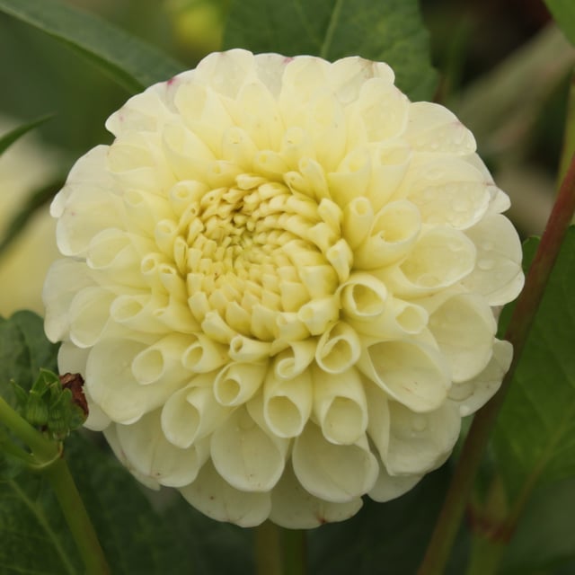 20th Avenue Memory Dahlia Cutting