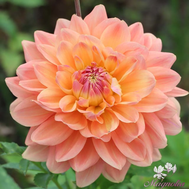 Ace Summer Sunset ® Dahlia Knöl
