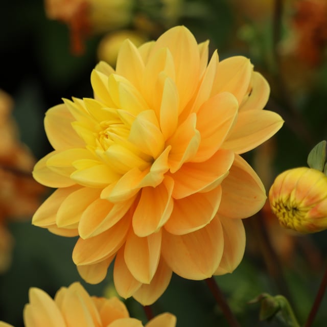 Aladdin's Lamp Dahlia Tuber