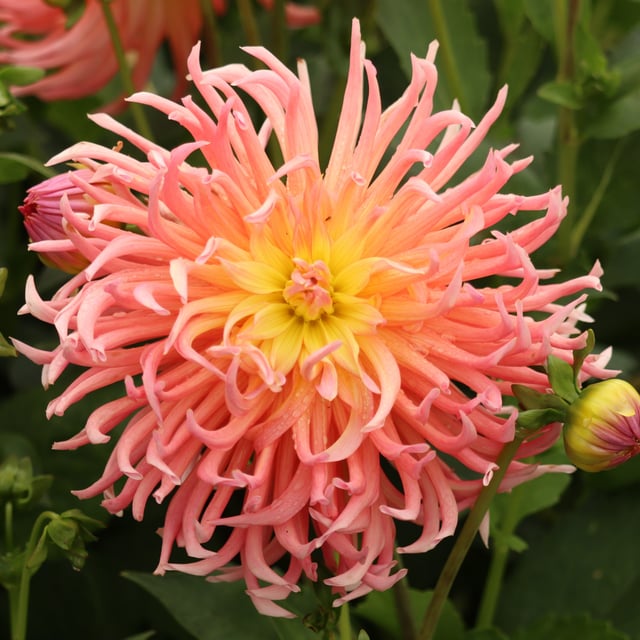Alfred Grille Dahlia Knöl
