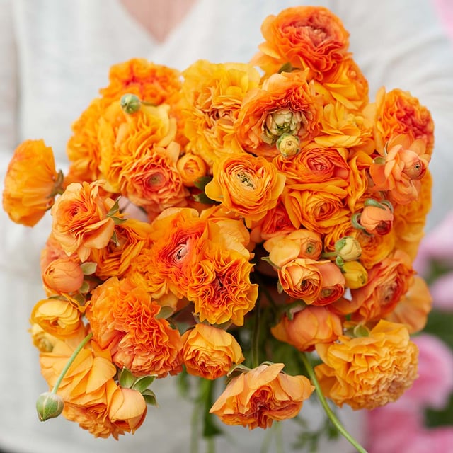 Amandine Orange Picotee