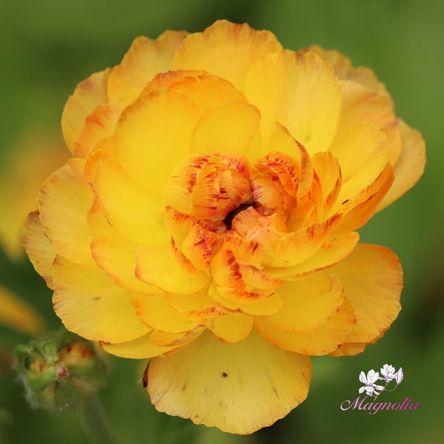 Amandine Yellow Picotee