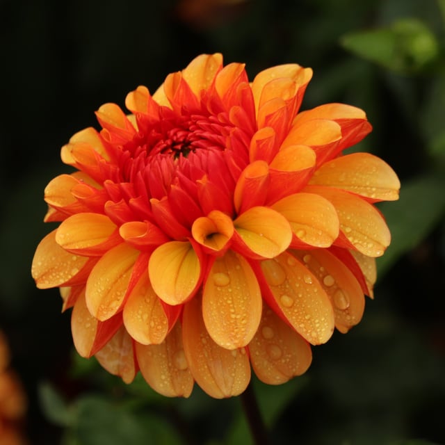 American Sunset Dahlia Knöl