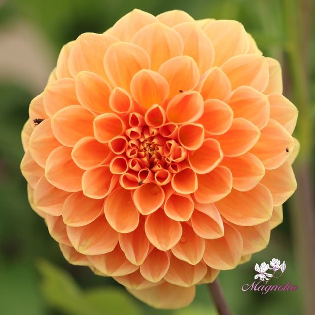 Apricona