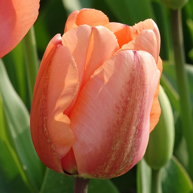 Apricot Copex Bulbs