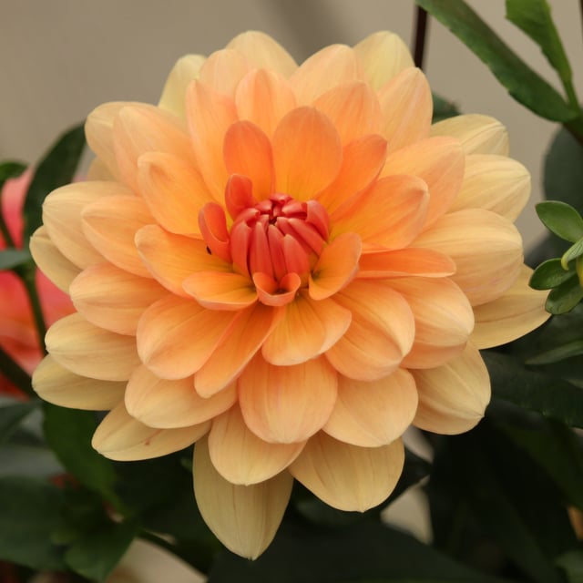 Apricot Desire Dahlia Tuber