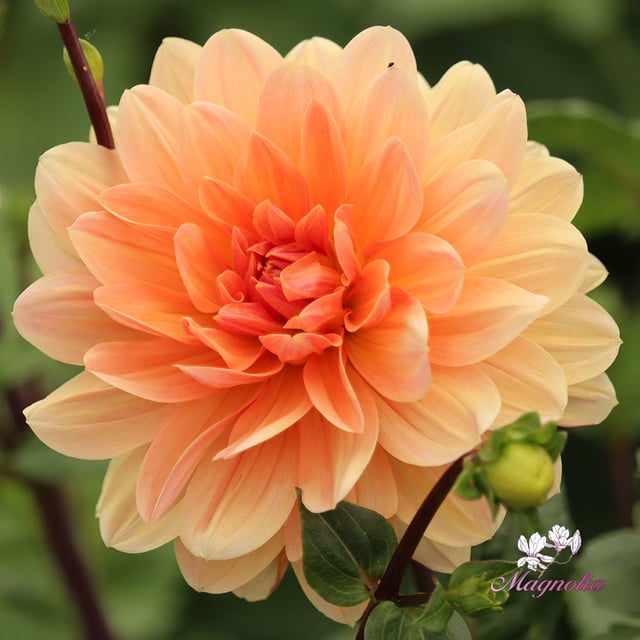 Apricot Desire