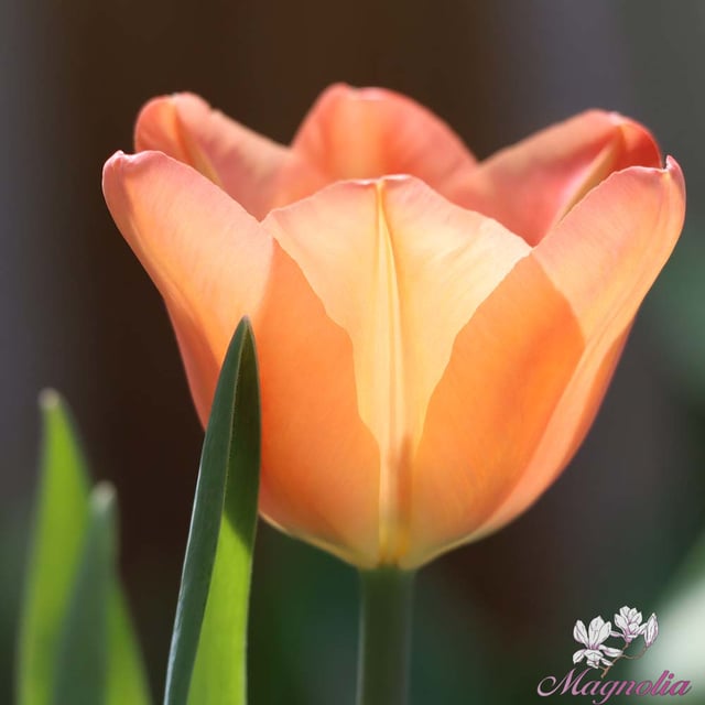 Apricot Foxx Bulbs