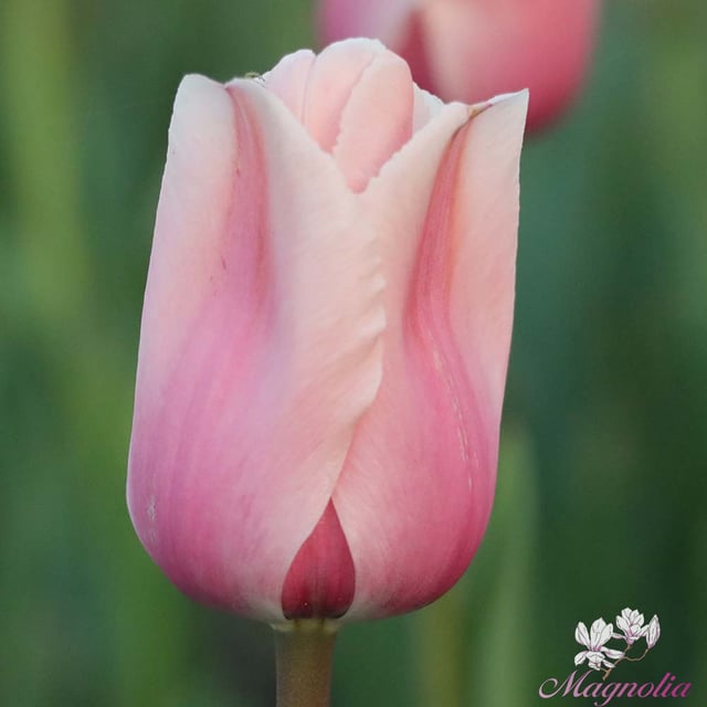 Apricot Impression Bulbs