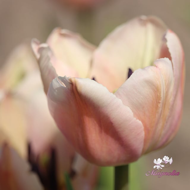 Apricot Pride