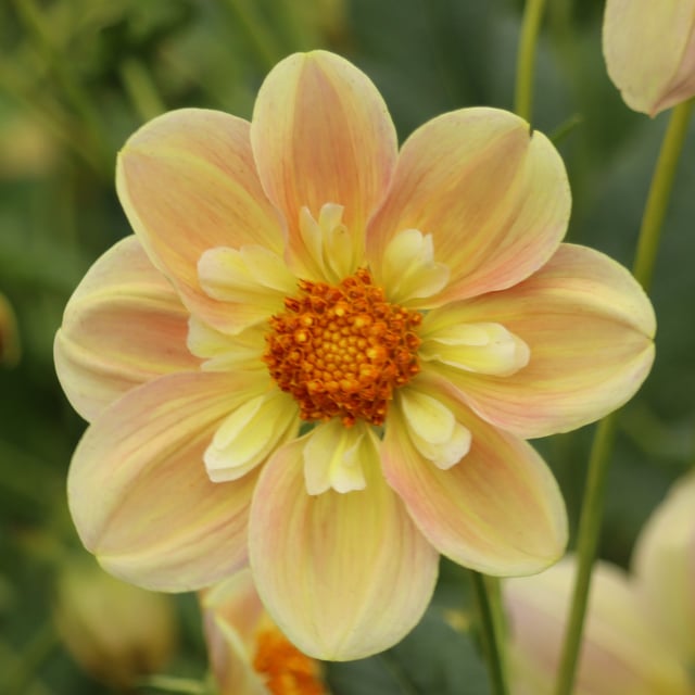 April Heather Dahlia Knöl