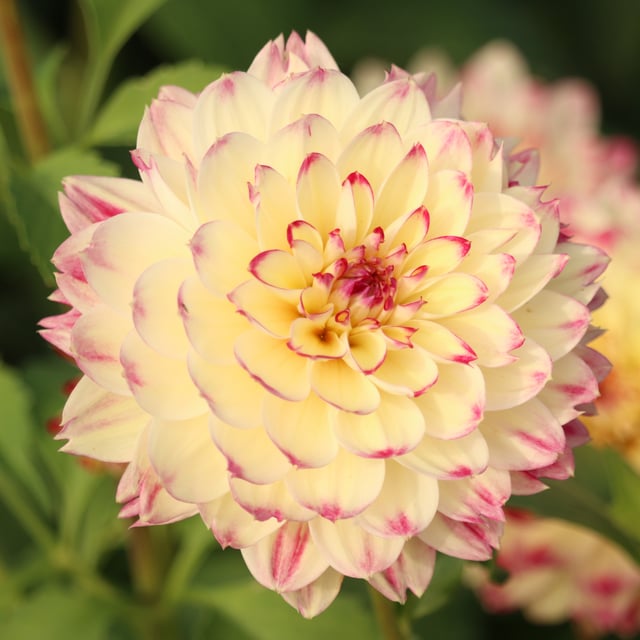 Ariko Aphrodite Dahlia Knöl