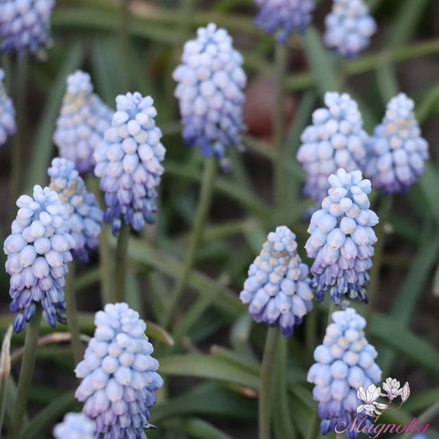 Valerie Finnis Bulbs
