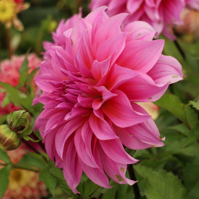 Arthur Hambley Dahlia Tuber