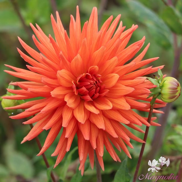Autumn Orange
