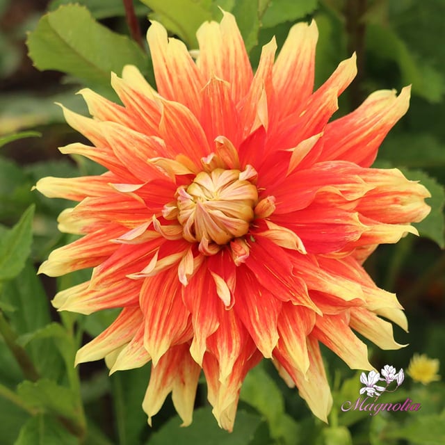 Autumn Sunburst
