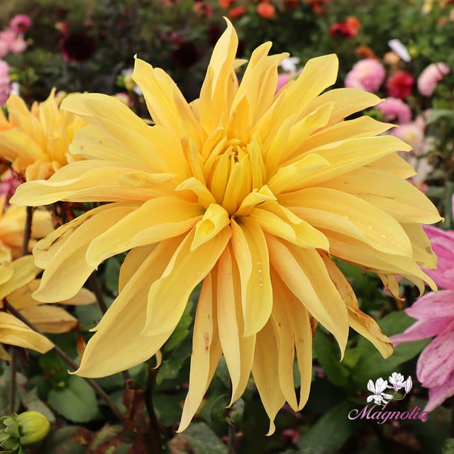 Babylon Geel (Yellow)
