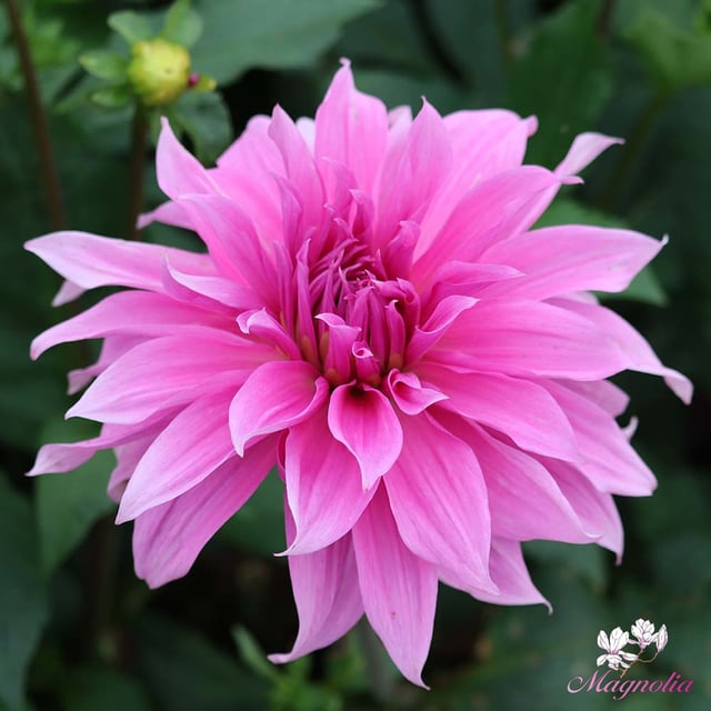 Babylon Lilac