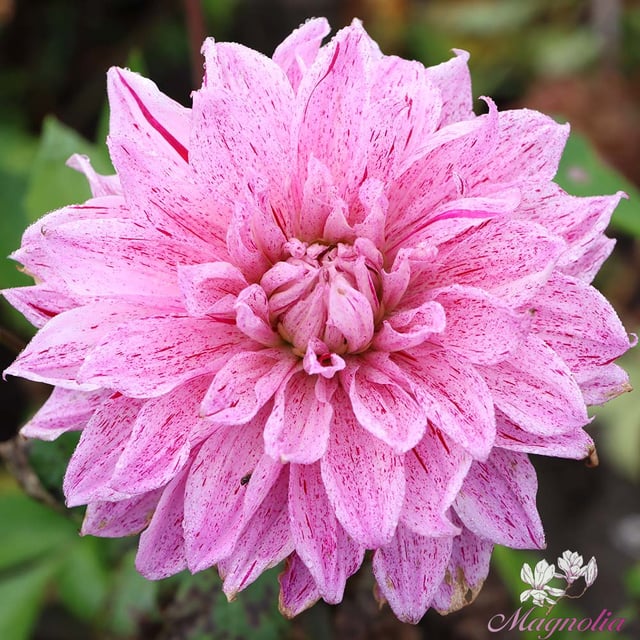 Babylon Lilac Gevlamd (Flame)