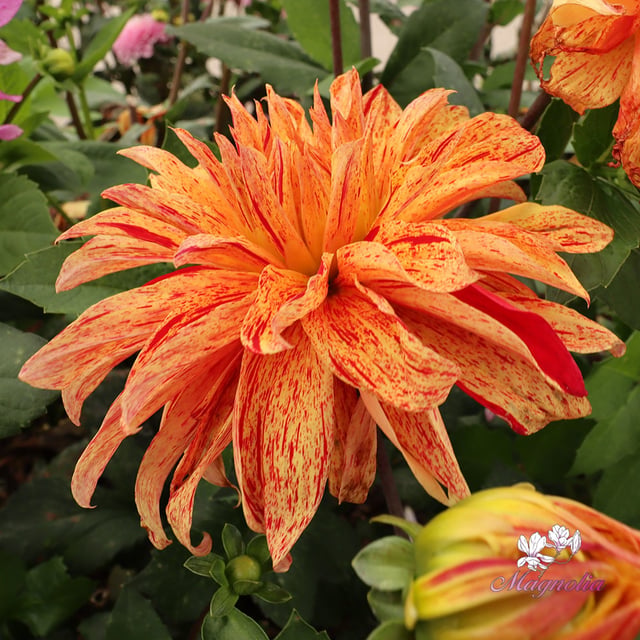 Babylon Mutant Yellow Flame