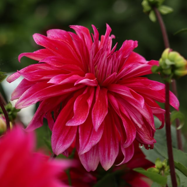 Babylon Paars (Purple) Dahlia Tuber