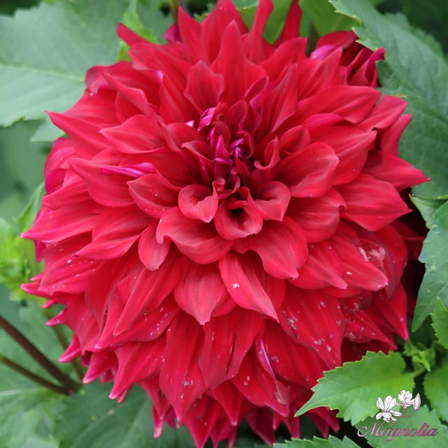 Babylon Purple