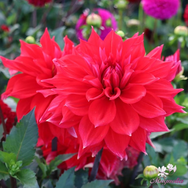 Babylon Red