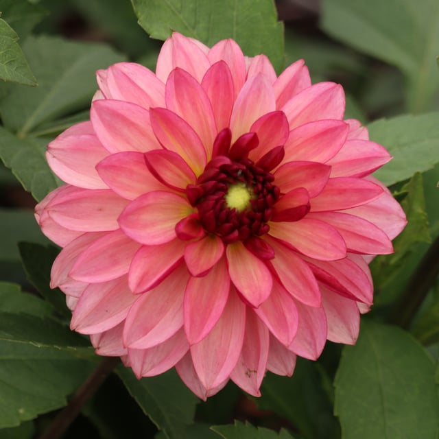 Bacardi Dahlia Knöl