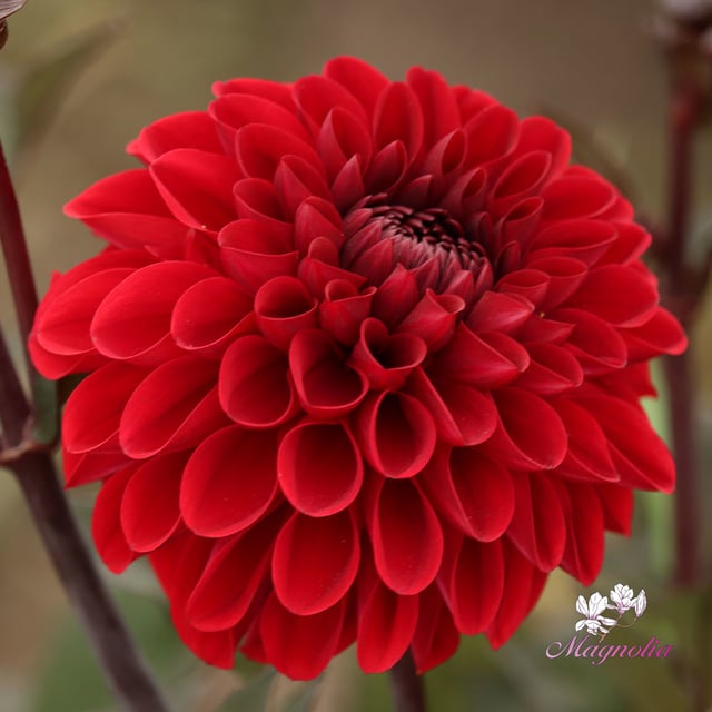 Baccara