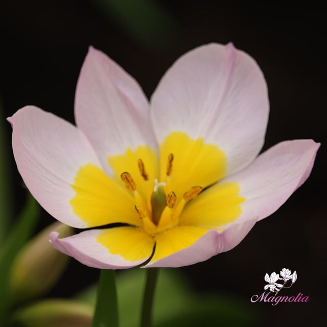 Bakeri 'Lilac Wonder'