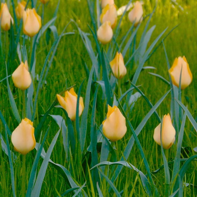 Batalinii 'Bright Gem' Tulpan Lökar