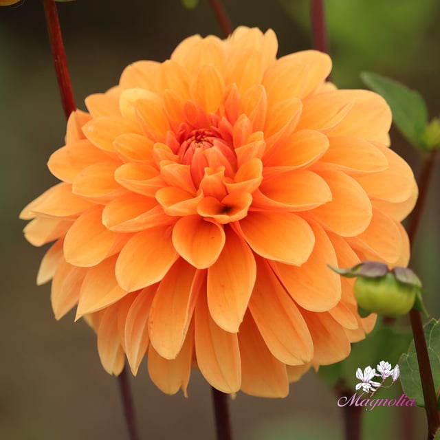 Bazuin Bright Orange