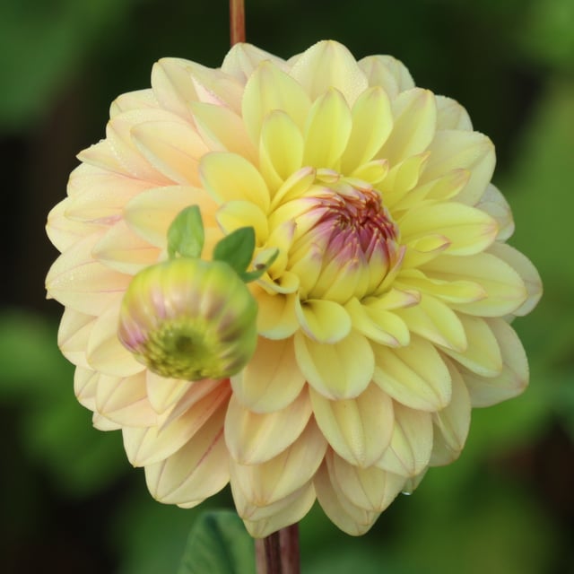 Bazuin Candy Dahlia Knöl