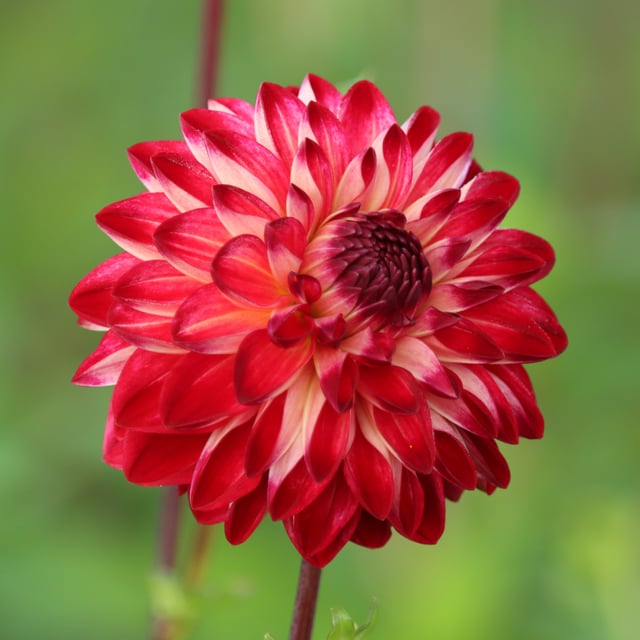 Bazuin Fyr Dahlia Tuber