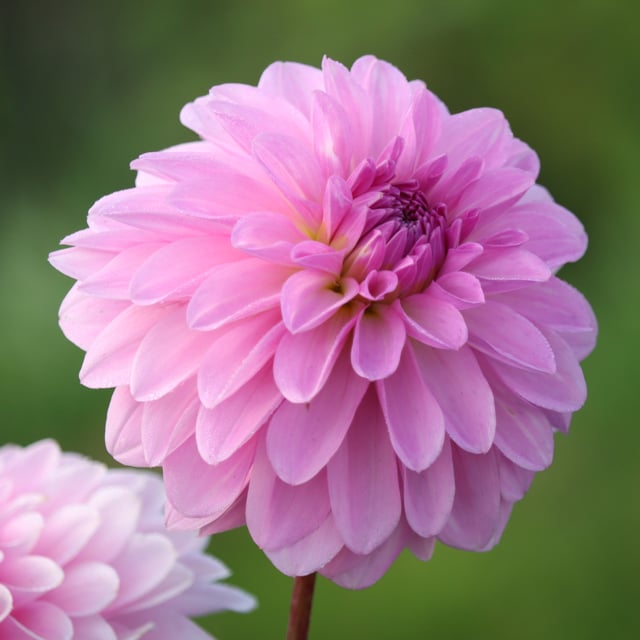 Bazuin Lavender Dahlia Tuber