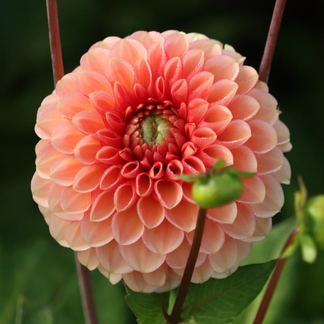 Bazuin Salmon Orange Dahlia Tuber