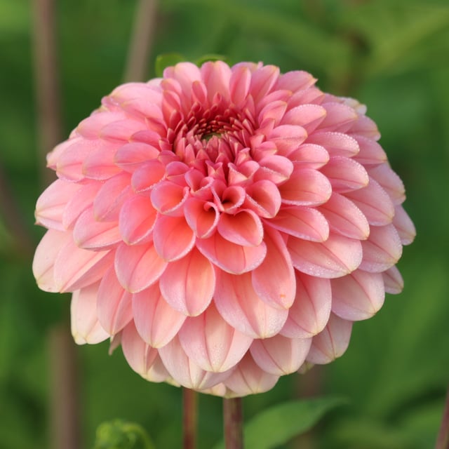 Bazuin Ymke Dahlia Tuber