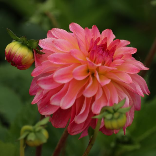 Belfloor Dahlia Knöl