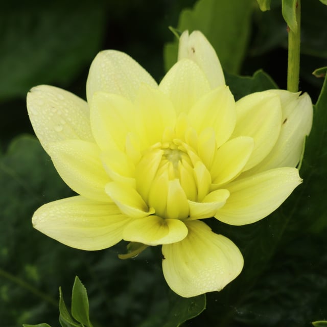 Berliner Lemon Dahlia Tuber