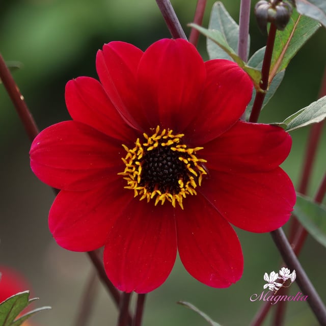 Bishop of Auckland Dahlia Tuber