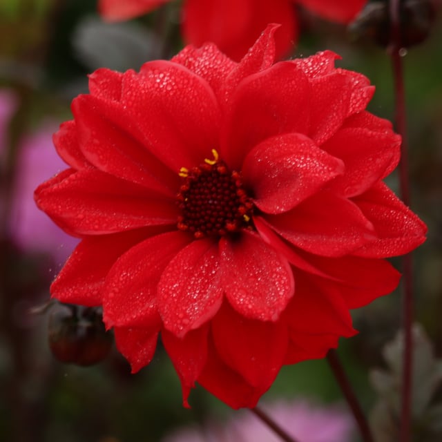 Bishop of Llandaff Dahlia Tuber