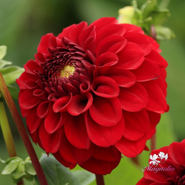 Bizon Red
